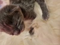 Hallo unsere Supersüße Kartäuser Mama hat uns am 08.05