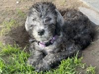 In der Bedlington-Terrier Hobbyzucht *Stars of Bavaria*