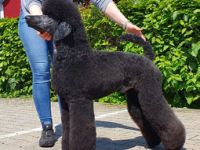 Fantastic Phantoms ( FCI ) Incredible Conner