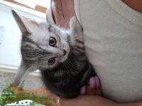 Wir drei Katzenbabys suchen noch ein liebevolles