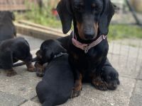 Am 31.03.2022 hat meine Dackelhündin ,8 Babys zur Welt