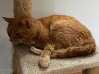 Hallo, ich gebe meine Kätzin namens "Lilly" zum Verkauf