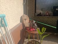 Verkaufe schweren Herzens meinen French Bully Rüden. Er