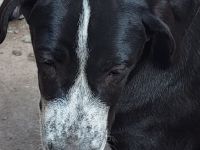 Sie haben die Erstimpfung (blauen EU Pass) sind gechipt