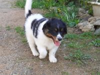 Struppi ist der perfekte Familienhund, ganz lieb,