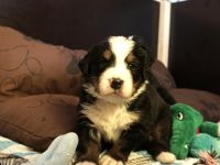 Am 17.04.22 kamen 10 gesunde , kräftige Osterbärchen in