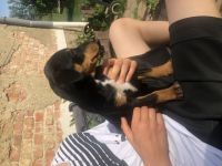 Hallo dieser kleine Mann ist noch zu haben und sucht