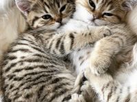 Wir, die Tabby-Deluxe haben wieder traumhaften,