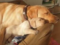 Am 25.3.22 hat unsere Hündin 10 wunderbare Welpen