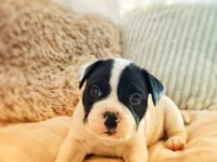 Unsere püppi hat am 30.03 .....8 wunderschön Welpen auf