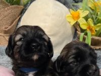 Die bezaubernden Mäuse sind am 22.4.2022 geboren und