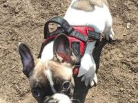 Reinrassig Französischer Bulldogge, sie ist 4 Monate