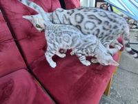 Exklusive, reinrassige Black Silber Bengal Junge