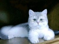 Lukas, Britisch Kurzhaar