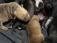 Servus liebe Leute, die süßen Welpen waren nicht