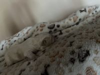 2 Maltipoo Welpen ab ca Mitte Juli abzugeben. Vater