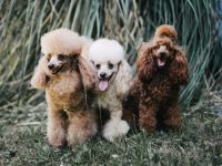 Nucleus Line Poodle