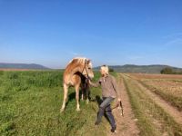 Tierphysiotherapie &Tierheilpraxis Natalie Schwalbe