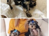 Drei süße liebe reinrassige Yorkshire Terrier-Welpen