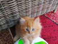 Reinrassige Perserjungs mit Nase suchen einen