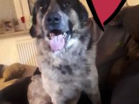 Robby ist ein schmusebedürftiger netter Hund der 11