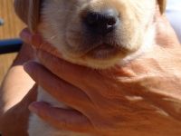 6 bezaubernde Welpen (2 schwarze Mädels, 2 beige Mädels