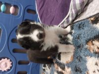 Wir suchen verantwortungsbewusste liebevolle Familien.