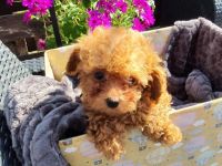 haben mit Gesundheitszeugnis.Im alter von 12 Wochen