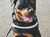 Wir haben 9 Welpen am 19.05.2022 bekommen . Die können