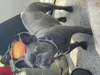 Unsere französische Bulldogge Sheyla hat am 21.2.2022,3