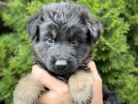 2 schwarze Rüden, 1 schwarze Hündin und 2 schwarz