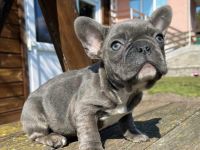 Schöner gesunder Blauer Welpe der seinen Besitzer sucht