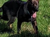 Am 31.03.2022 hat unsere 5 jährige Schäferhundin Luna