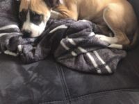 Ich mus leider den Hund wieder weg geben habe den nun 2