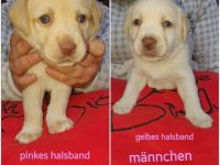 ❤❤❤ 6 kleine Fellnasen suchen ab Ende Juni noch ein