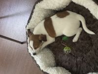 Wir suchen ein neues Zuhause für unser lieber Jack