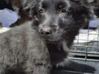 Aky, kleiner Mix-Welpe, sucht jetzt seine Familie. Ein