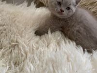 Britisch kurzhaar in der Farbe lilac Kater 7 Wochen alt