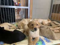 Liebe Hundefreundinnen und Hundefreunde, aus unserer