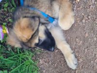 Ein Schäferhundmix Welpe 15 Wochen zu verkaufen Er