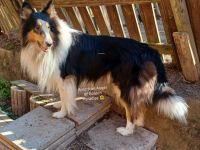 Darko vom Schäferluch