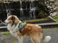 Bonfire-Mine- Sota vom Campemoorer Colliehof