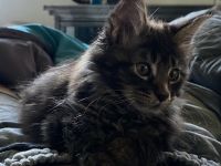 Hallo zusammen und einen kleinen Pfotengruß ( nur