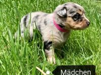 Am 01.05.2022 wurden unsere Welpen geboren. Es handelt