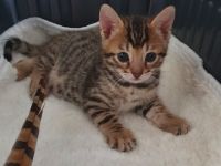Am 13.03.22 hat unsere Bengal Katzenmama 3 Kitten zur