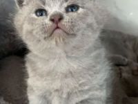 Ich habe 4 süße Kitten. Die suchen neue Zuhause ab 21