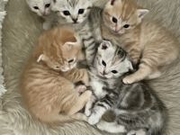 Hallo zusammen! Meine BKH Momo hat 5 Kitten auf die