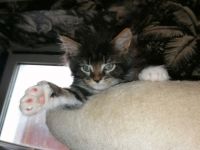 Tolle Maine coon kitten suchen neuen Wirkungskreis