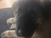 Hallo ich gebe hier einen 15 Woche alten Welpen ab es