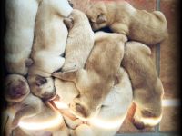 "Welpenkauf basiert auf Vertrauen“ Unsere Labrador